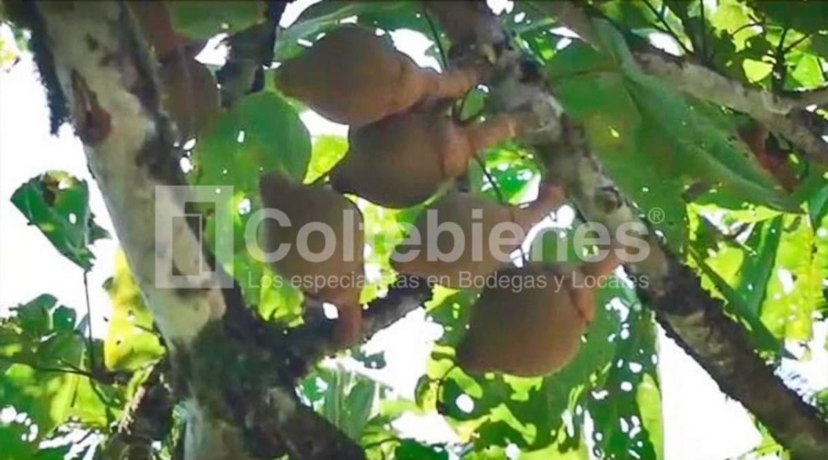 Lote en venta – Cocorna foto 4